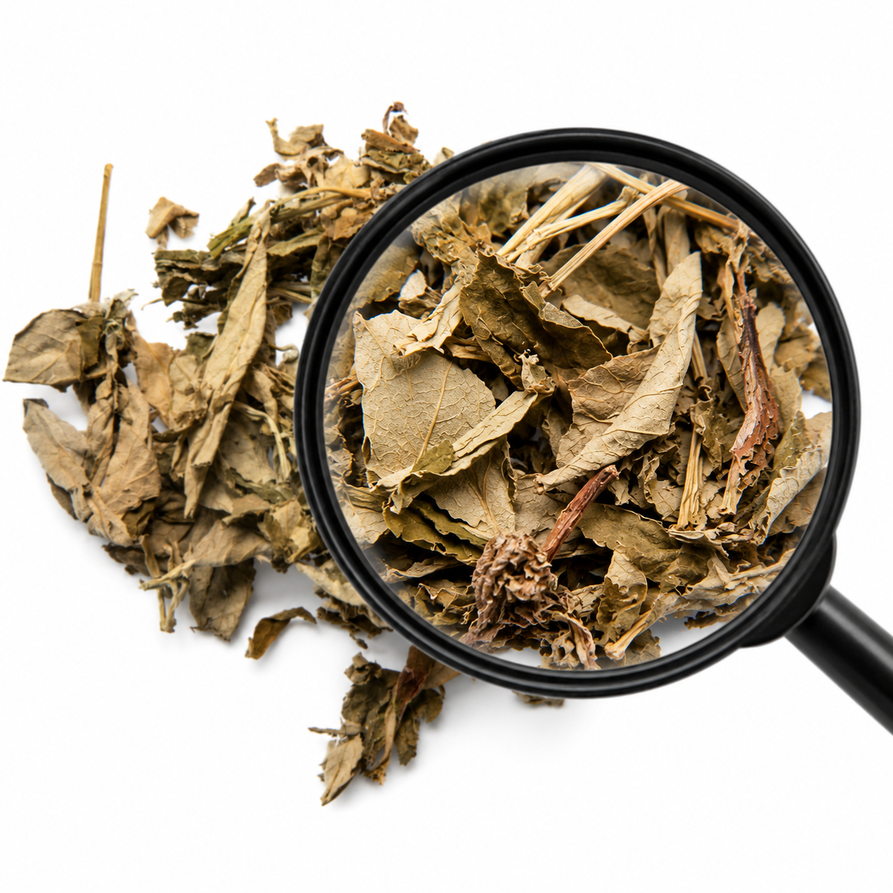Ai Ye (Artemisia Mugwort Leaf) close up under a magnifying glass on a white background
