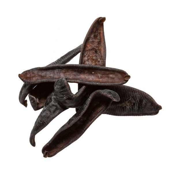 Shui Zhi (Leech)
