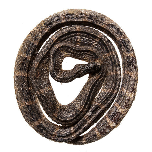 Bai Hua She (White Flower Snake) - Medicinal Chinese Herbs