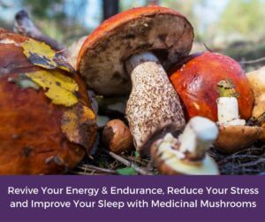 Revive Your Energy & Endurance, Reduce Your Stress and Improve Your Sleep with Medicinal Mushrooms