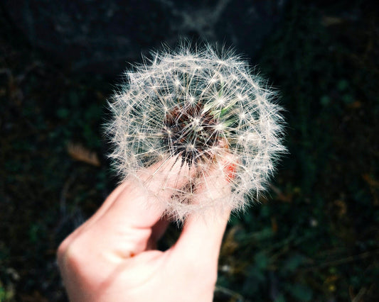 Best Natural Allergy Remedies
