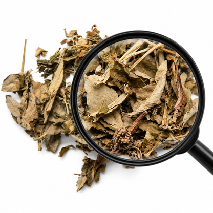 Ai Ye (Artemisia Mugwort Leaf) close up under a magnifying glass on a white background