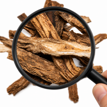 Magnifying glass over a pile of Bai Bu (Stemona Roots) on a white background