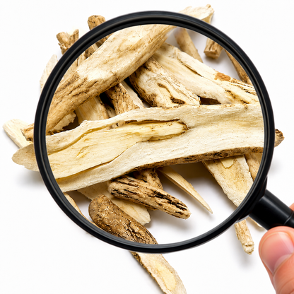 Magnifying glass over showing close up of Bai Xian Pi (Dictamnus roots) on a white background