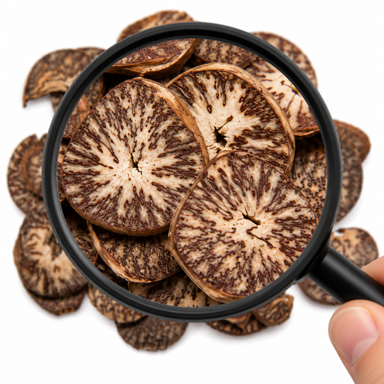 Dried slices of Bing Lang (Betel nut) under a magnifying glass on a white background