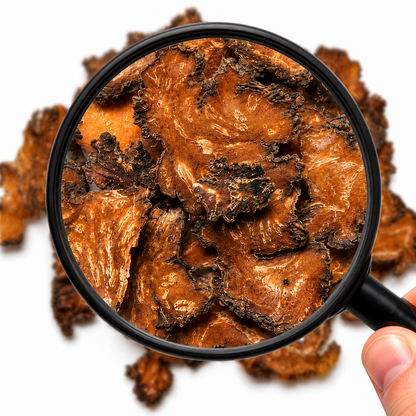 Magnifying glass showing closeup of dried Chuan Xiong on a white background