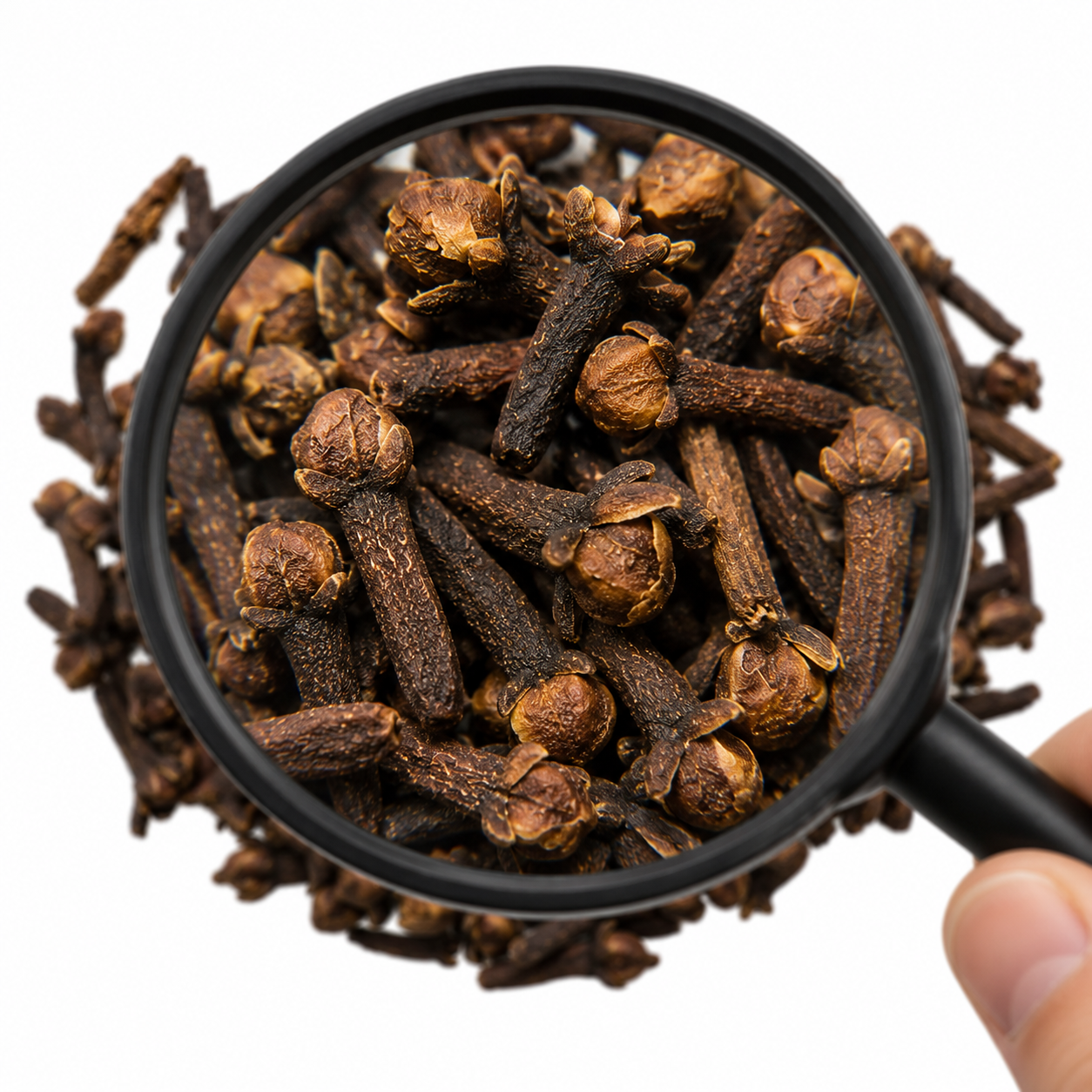 Ding Xiang (Cloves) under a magnifying glass on a white background