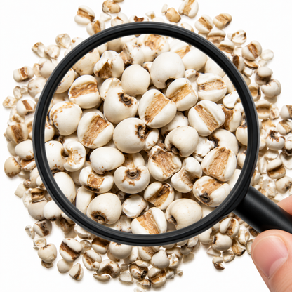 Magnifying glass shows close up of Yi Yi Ren (Coix Seed) on a white background