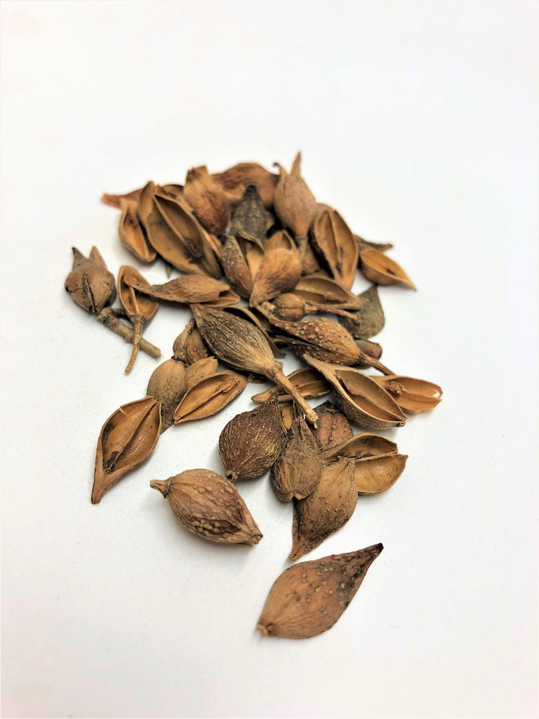 Lian Qiao (Forsythia)