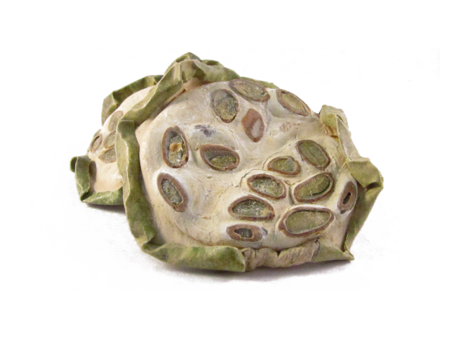 Gua Lou Shi (Trichosanthes Fruit)