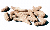 Jiang Can (White Stiff Silkworm) - Chinese Herbs for TCM and Acupuncture