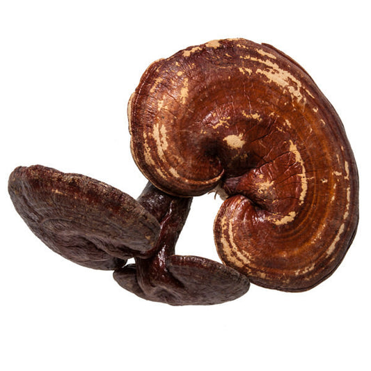 Ling Zhi (Reishi Mushroom, Ganoderma) - Chinese Medicinal Herb Shop 