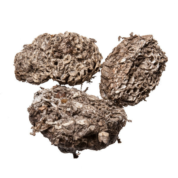 Lu Feng Fang (Hornet's Nest) - Chinese Herb for pain relief - Plum Dragon Herbs