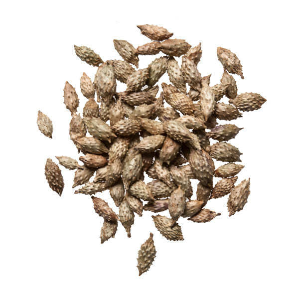 Cang Er Zi (Xanthium Fruit) - Wholesale Chinese Herb - Plum Dragon Herbs