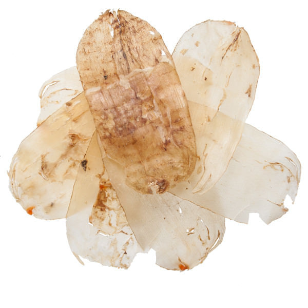 Tian Ma (Gastrodia Tuber)