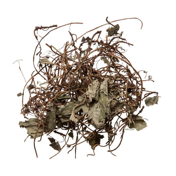 Xi Xin (Wild Ginger)