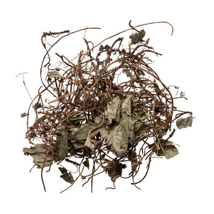 Xi Xin (Wild Ginger)