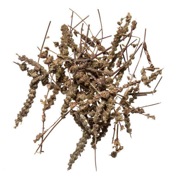 Jing Jie (Schizonepeta Bud) - Chinese herbal remedy for cold and flu