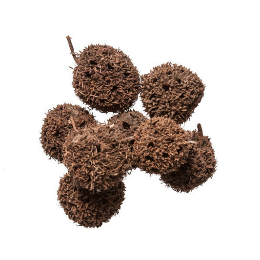 Lu Lu Tong (Liquidambar) - Chinese Herbs and Dit Da Jow
