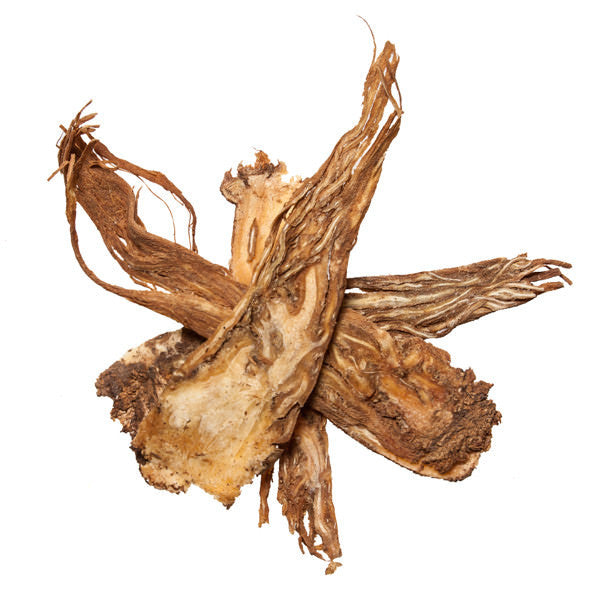 Dang Gui, Pian (Angelica Root, Angelica Sinensis) - Chinese Herbs for TCM