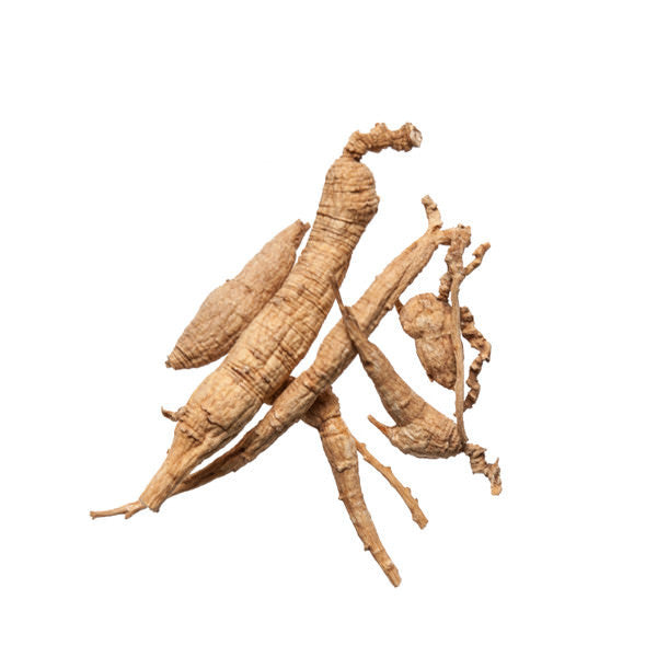 Xi Yang Shen (American Ginseng)