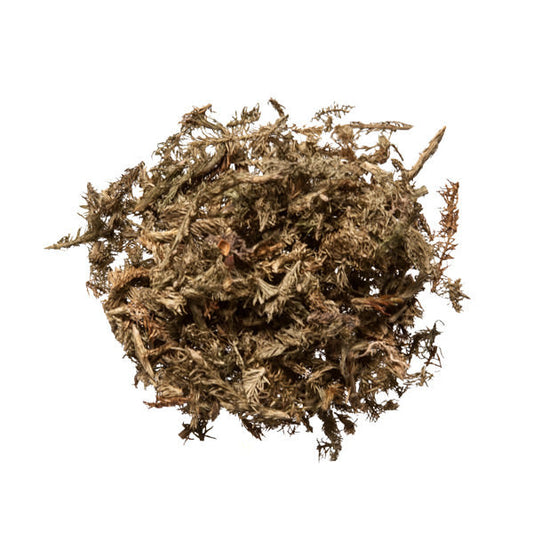Shen Jin Cao (Japanese Clubmoss)
